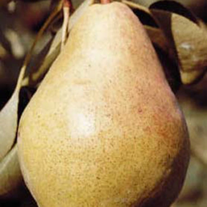 Bartlett Dwarf Pear Bartlett Dwarf Pear -Jung Seed Company 30805