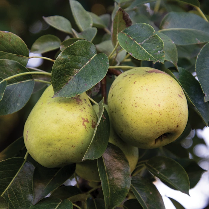 Jung's Hardy Wisconsin Dwarf Pear Jung's Hardy Wisconsin Dwarf Pear -Jung Seed Company 30820 AH