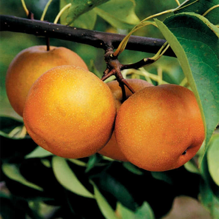 Korean Giant or Olympic Asian Pear Korean Giant Or Olympic Asian Pear -Jung Seed Company 30867