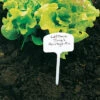 T Label Plant Markers (8 Inch)
