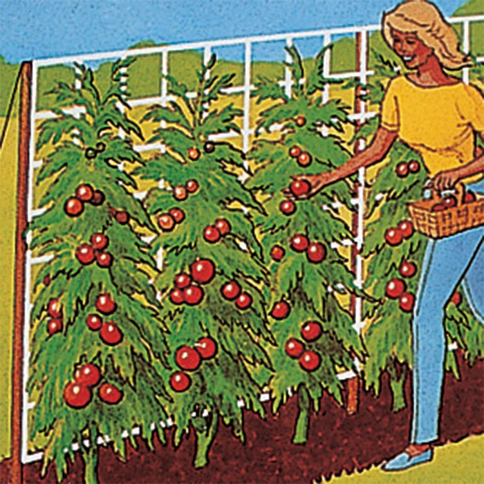 Tomato Trellis 5' X 30' Tomato Trellis 5' X 30' -Jung Seed Company 53284