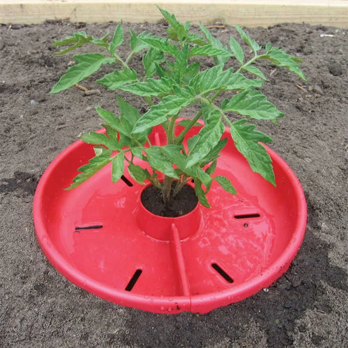 Tomato Crater 3 Count Tomato Crater 3 Count -Jung Seed Company 53370