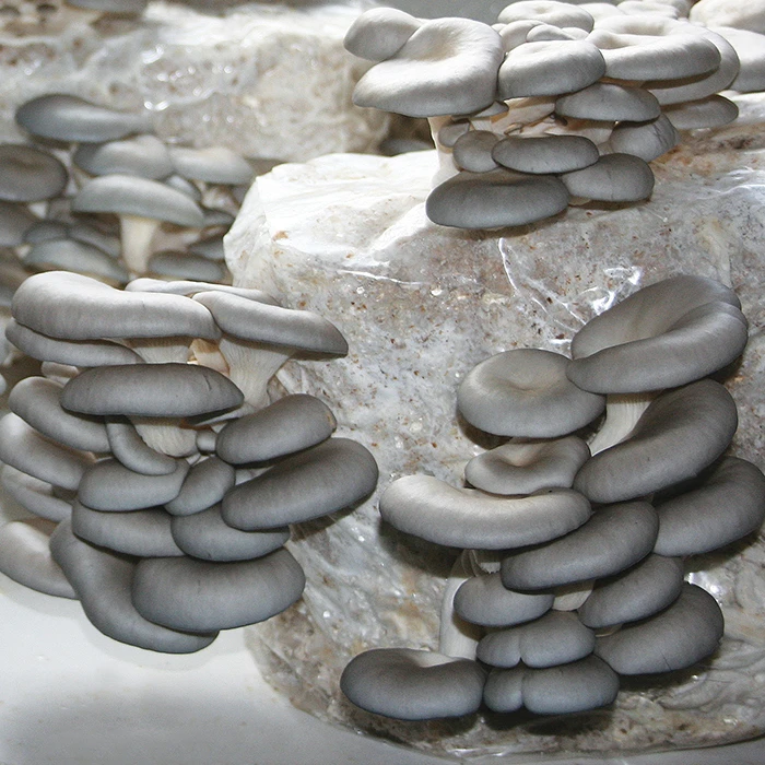 Tabletop Farm™ Oyster Mushroom Kit Tabletop Farm™ Oyster Mushroom Kit -Jung Seed Company 54108