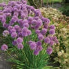 Millennium Allium