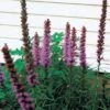 Purple Liatris
