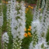 White Liatris