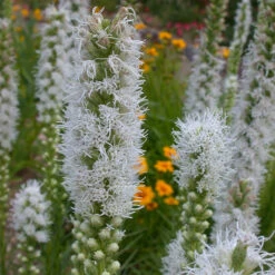 White Liatris