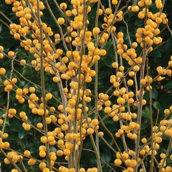 Winterberry Offer - Gold Winterberry Offer - Gold -Jung Seed Company 6882 5104 popup