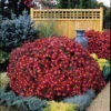 Mammoth Red&trade; Daisy Chrysanthemum