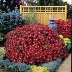 Mammoth Red&trade; Daisy Chrysanthemum