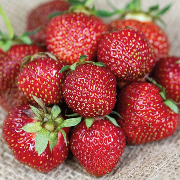 Jewel Junebearing Strawberry Jewel Junebearing Strawberry -Jung Seed Company Jewel