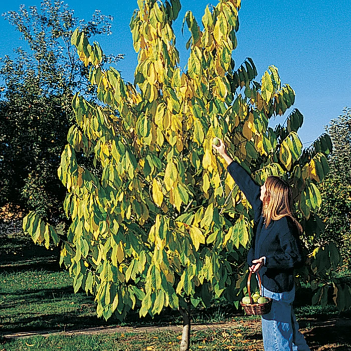 Shenandoah & Seedling Pawpaw Offer Shenandoah & Seedling Pawpaw Offer -Jung Seed Company PawPawTree